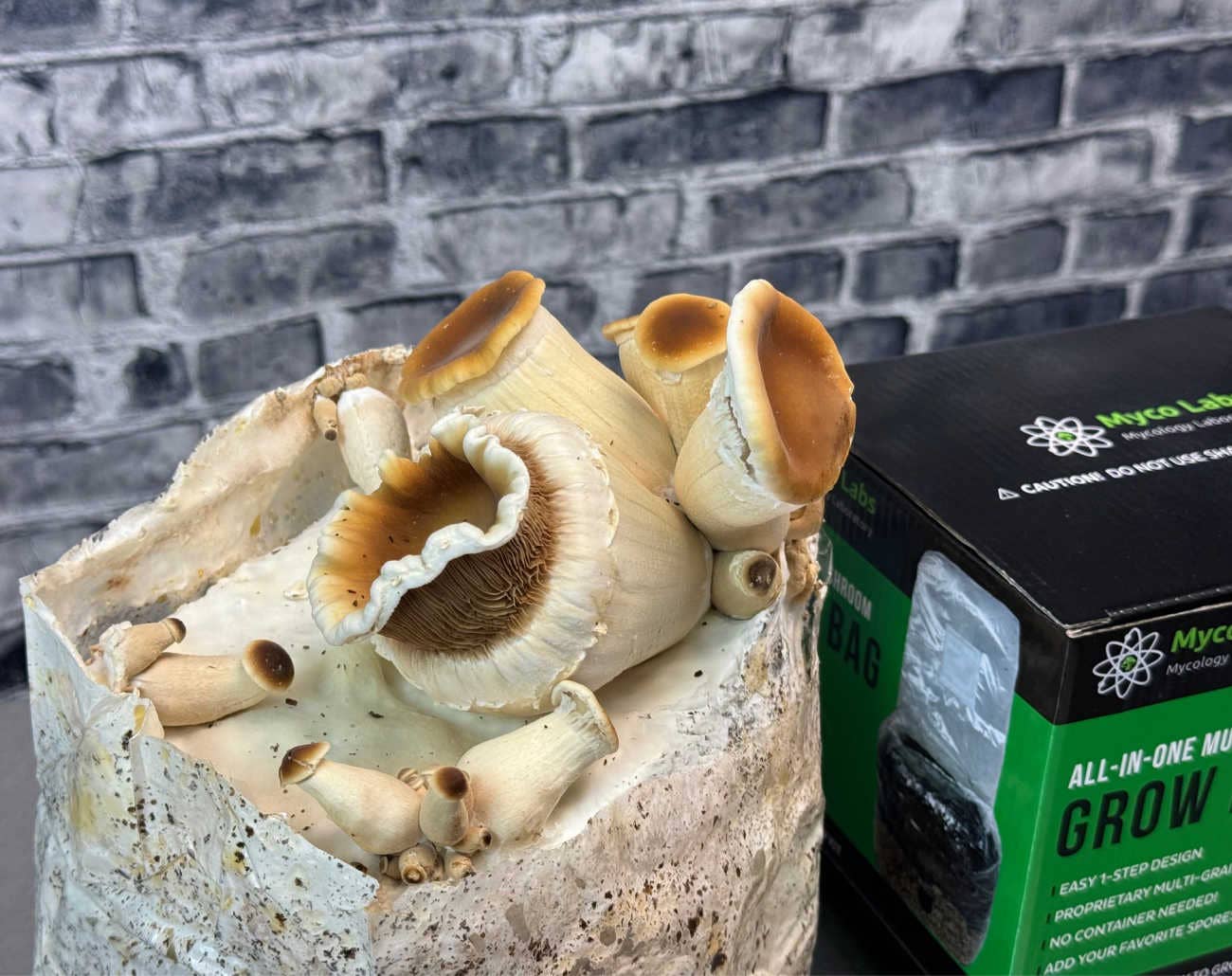 Midwest Grow Kits – wholesale Plant seeds – All-in-One Mushroom Grow Bag (4 lbs) for Manure Loving Mushrooms5