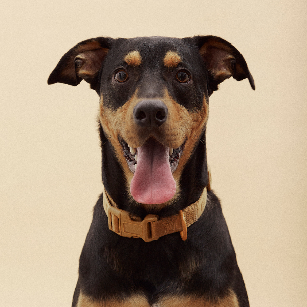 ARISTOPET - Wholesale Pet Collar - Dog - SIGNATURE COLLAR17