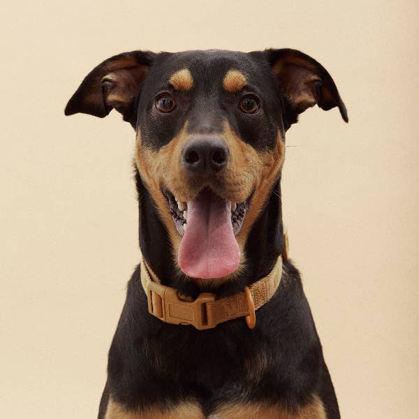 ARISTOPET - Wholesale Pet Collar - Dog - SIGNATURE COLLAR17