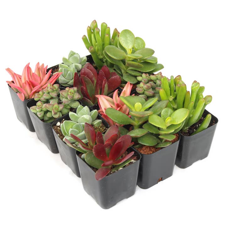 Mountain Crest Gardens - Wholesale Succulent - Crassula & Jade 12-Pack (6 Varieties, 2in Pots)