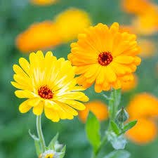 Witchuals - Rituals & Spellwork Apothecary - Wholesale Meditation Supplies - Calendula1