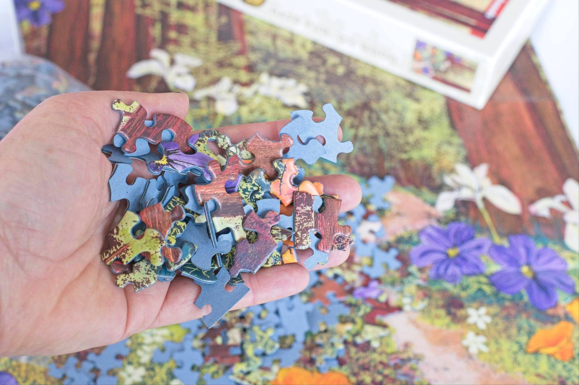 Oakland Puzzle Company - Wholesale Puzzle - Adult - Golden Beams in Redwoods 1000-piece Jigsaw Puzzle2