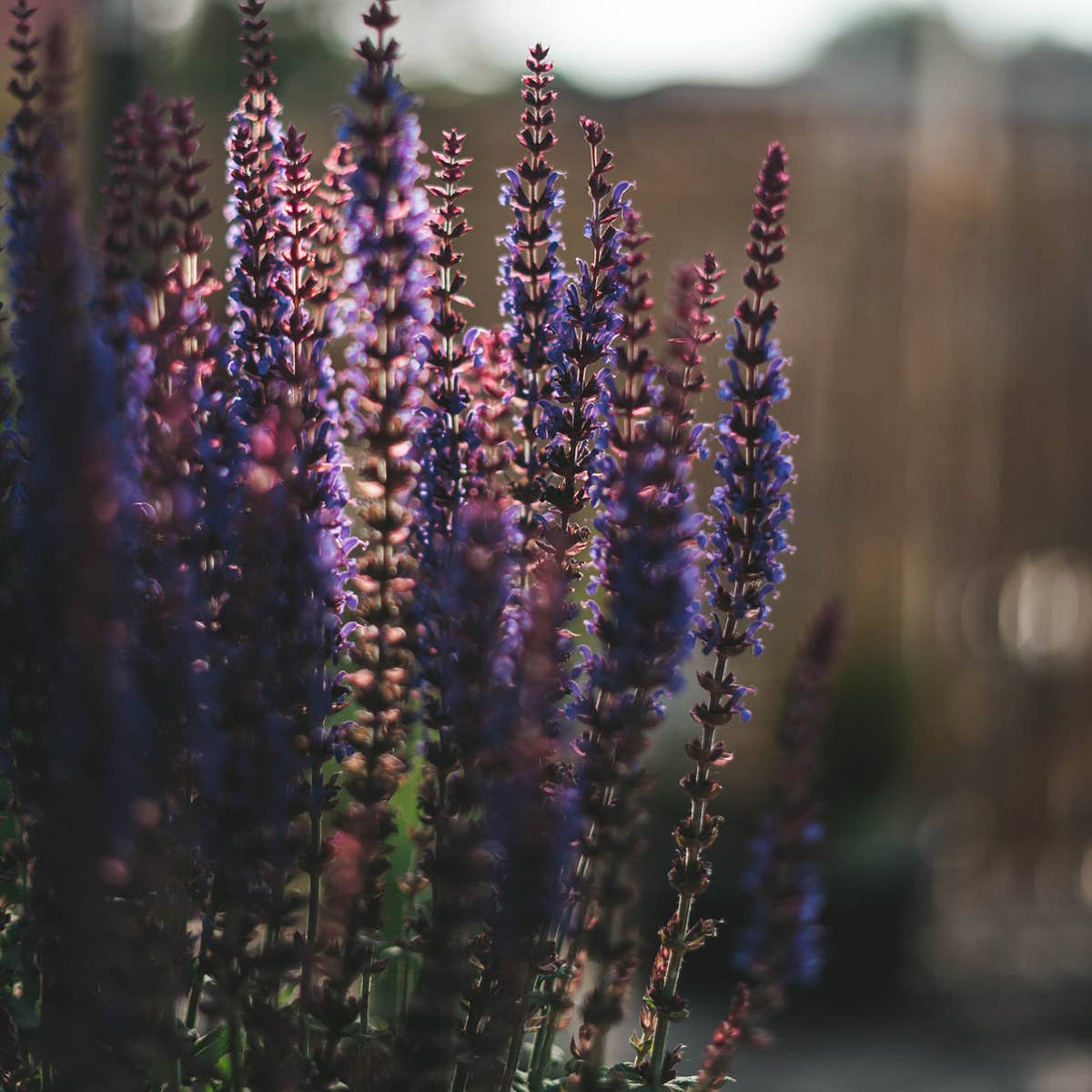 Lunar Logic Wild Apothecary - Wholesale Flower Essence - WOODLAND SAGE / Flower Essence for Grounded Wisdom1