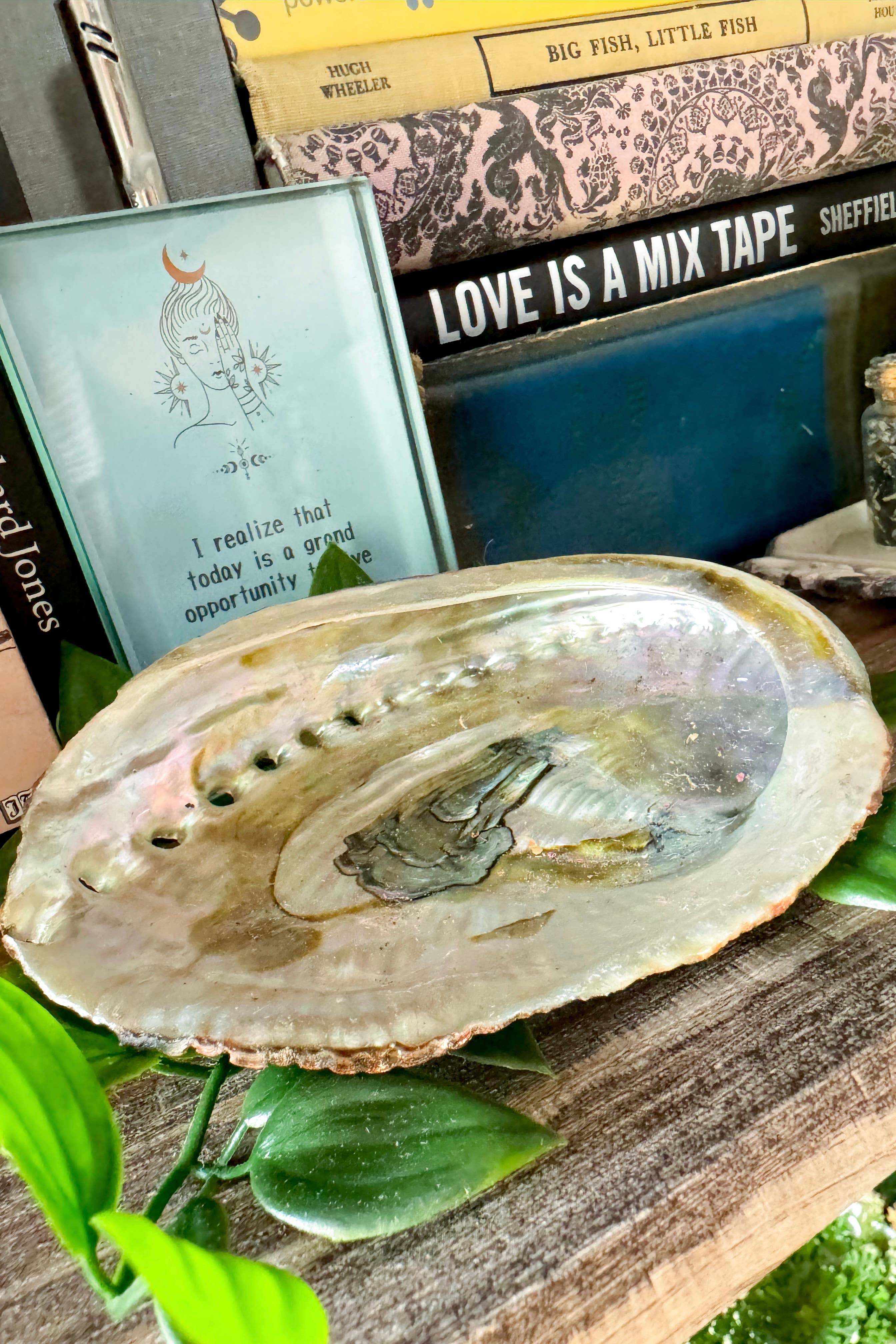 The House Of Gentry - Vendita all'ingrosso Ciotole/Piatti decorativi - Conchiglia naturale di abalone1