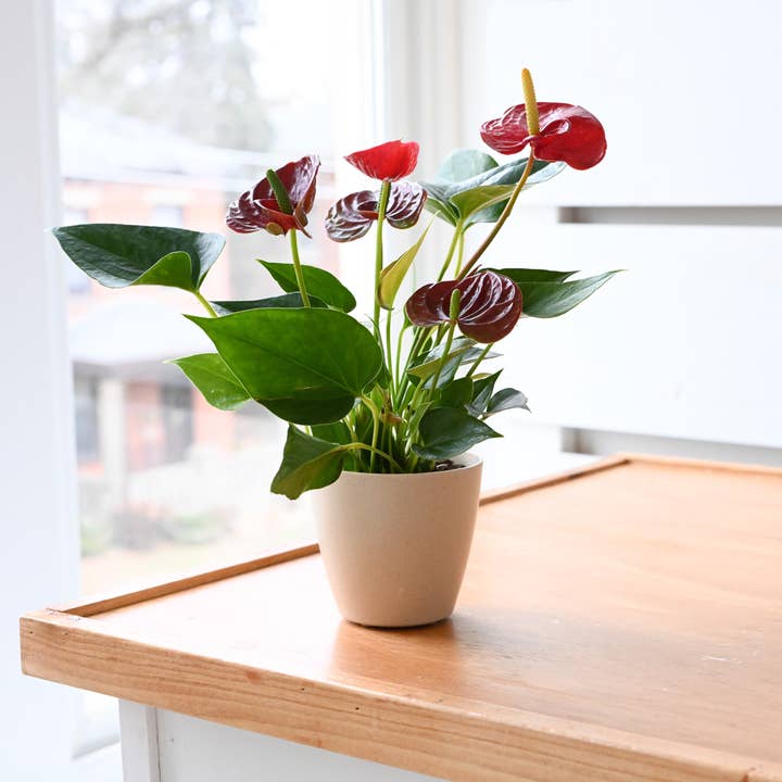Thorsen's Greenhouse - Wholesale Plant Pot - 4" Decorative Biodegradable Pot for Plants