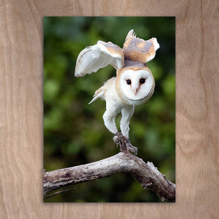 Carte postale Eye0428 Owl Barn Owl Bird pour la vente par eye-comm