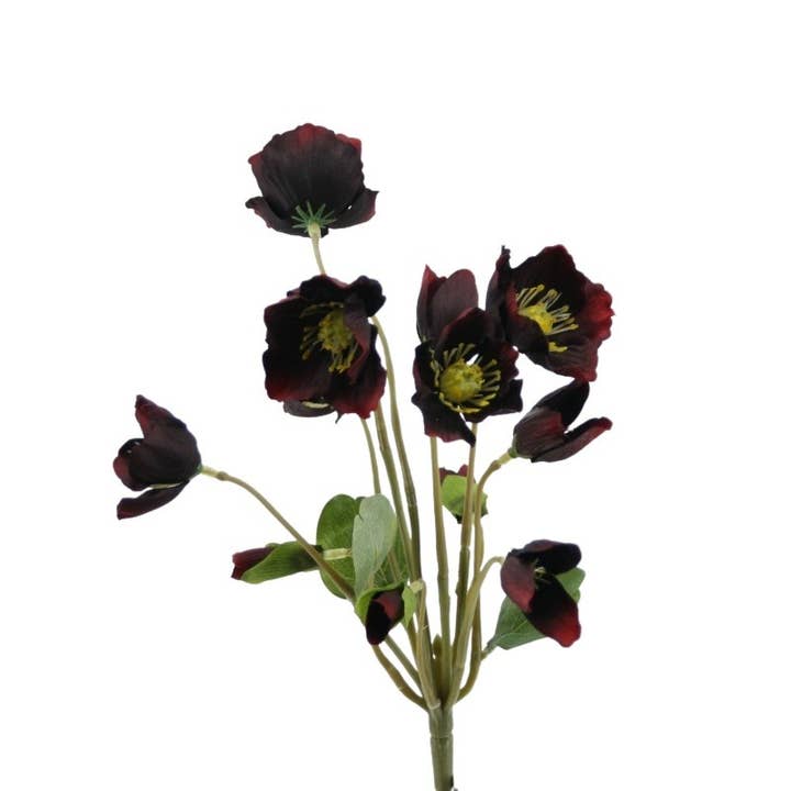 Christmas rose bush x12, 27 cm burgundy for wholesale by Floratexx