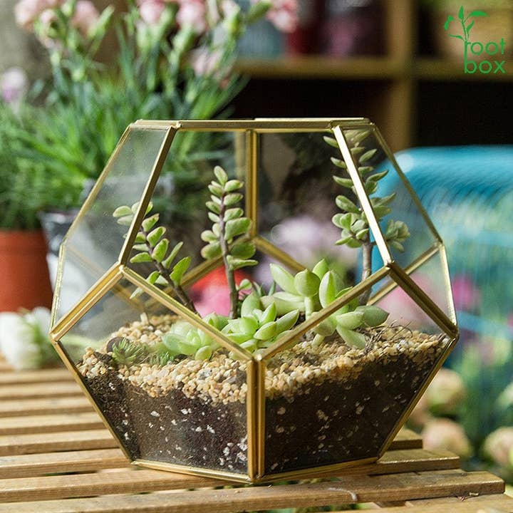 RootBox - Wholesale DIY Craft Kit - RootBox™ Large Plant Terrarium Kit in scented giftbox6