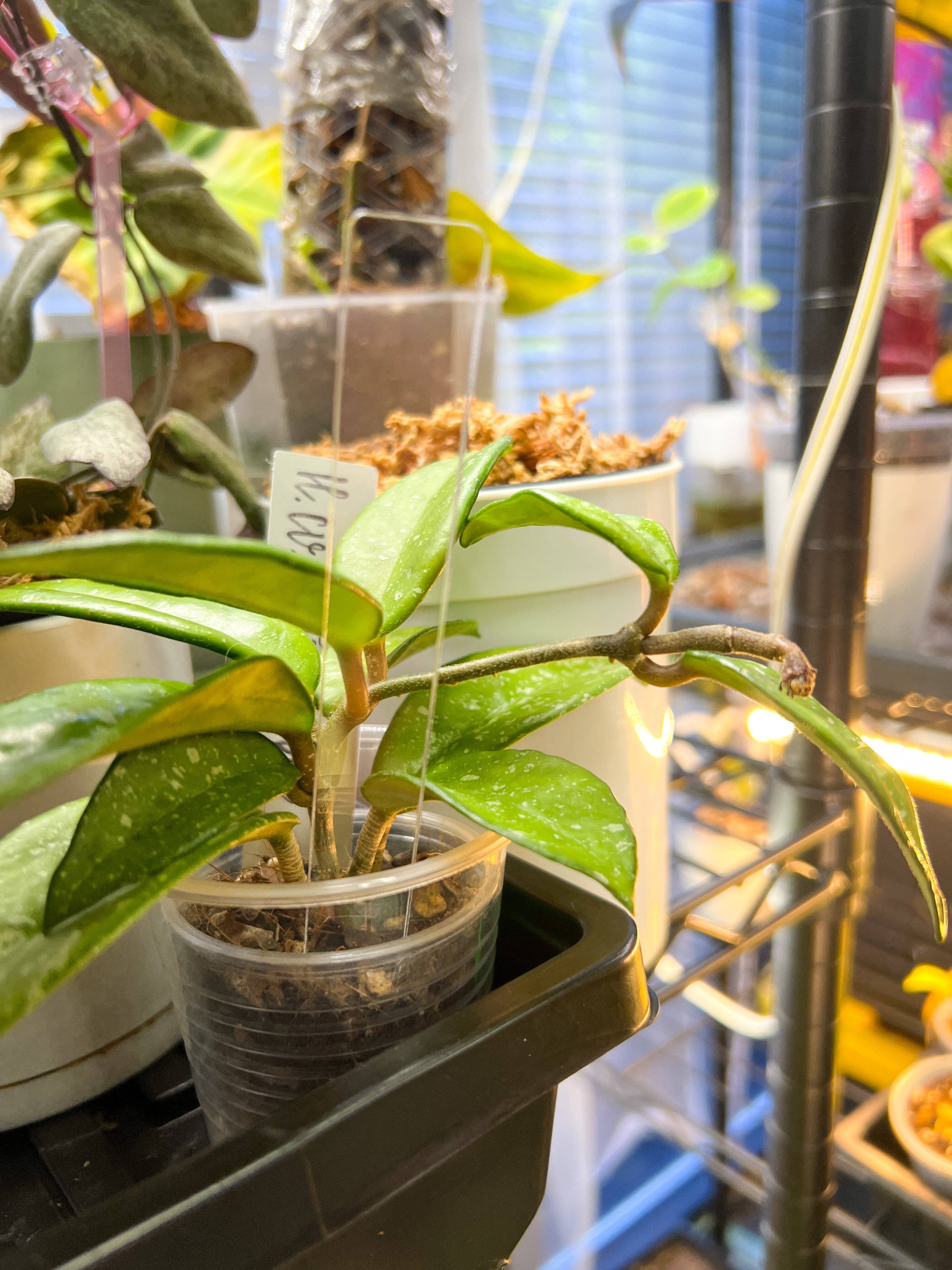 Propagation Diaries - Vente Outil de jardinage - Étiquettes de Plantes en Acrylique Transparent (Lot de 25)2