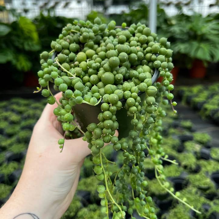 Dutch Touch Growers - Wholesale Succulent - Senecio String of Pearls | Live Rooted Plant2
