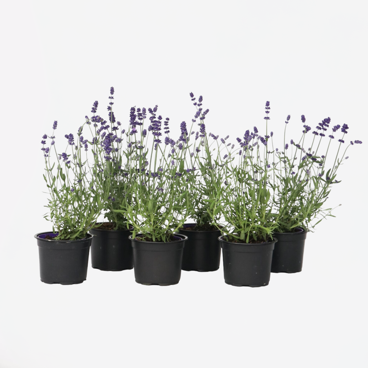 Oasis of Life - Vente Plante - Lavande – 6 plantes – Lavandula angustifolia – Hauteur 10–15cm – Ø11cm – Vraie lavande parfumée pour jardin, balcon & cuisine – Amie des abeilles, résistante au froid & facile d'entretien0