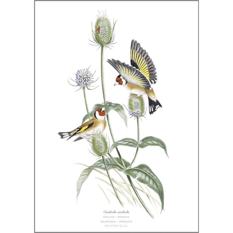 Koustrupco – Engroshandel Hverdagshilsen kort – Goldfinch A5 kort0