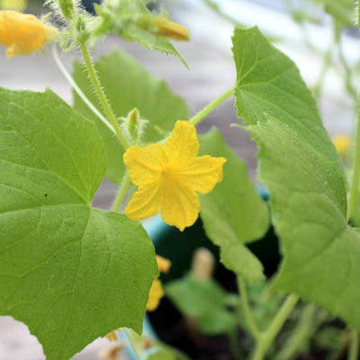 Backyard Safari Company - Wholesale Plant Seeds - Little Fresh Veggie Garden Grow Kit3