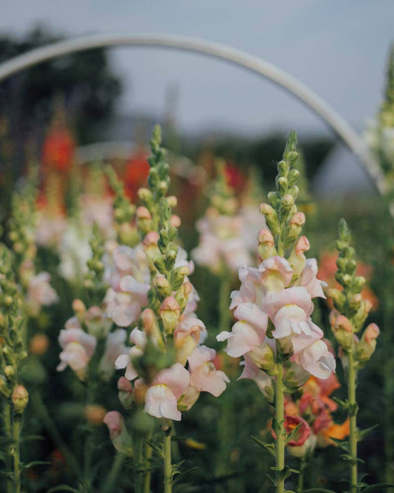 Plantgem - Wholesale Plant Seeds - Potomac Appleblossom Snapdragon - 50 Seeds2