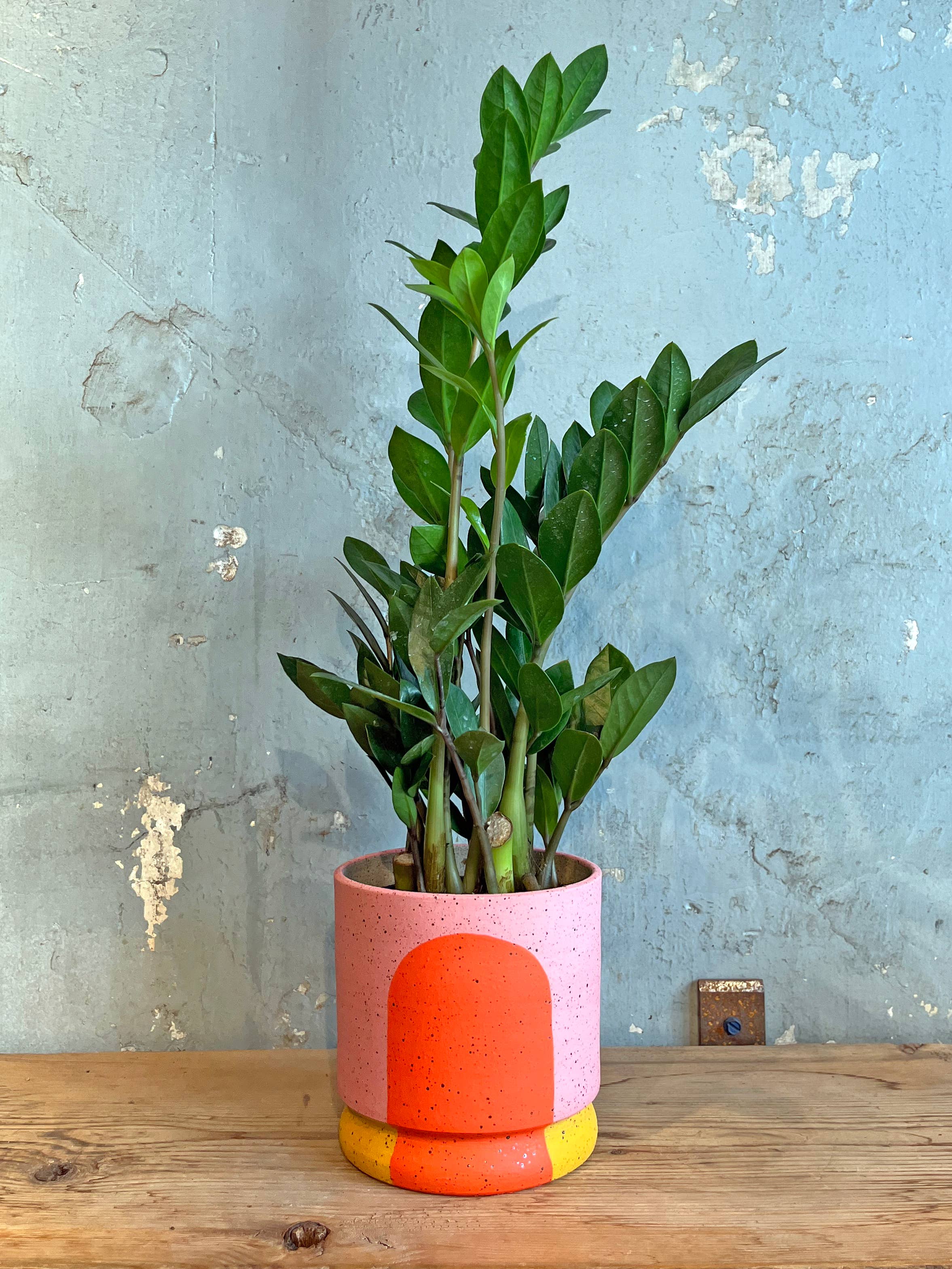 Stanley Chester & Albert Ceramics - Wholesale Plant Pot - Portal Planters: The Geraldine1