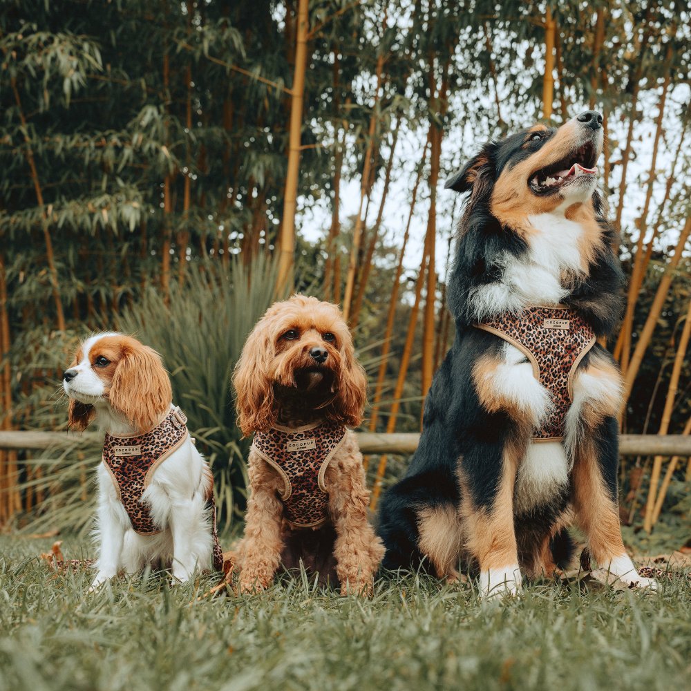 Cocopup London - Wholesale Pet Harness - Dog - Quilted Leopard Pup Adjustable Neck Harness23