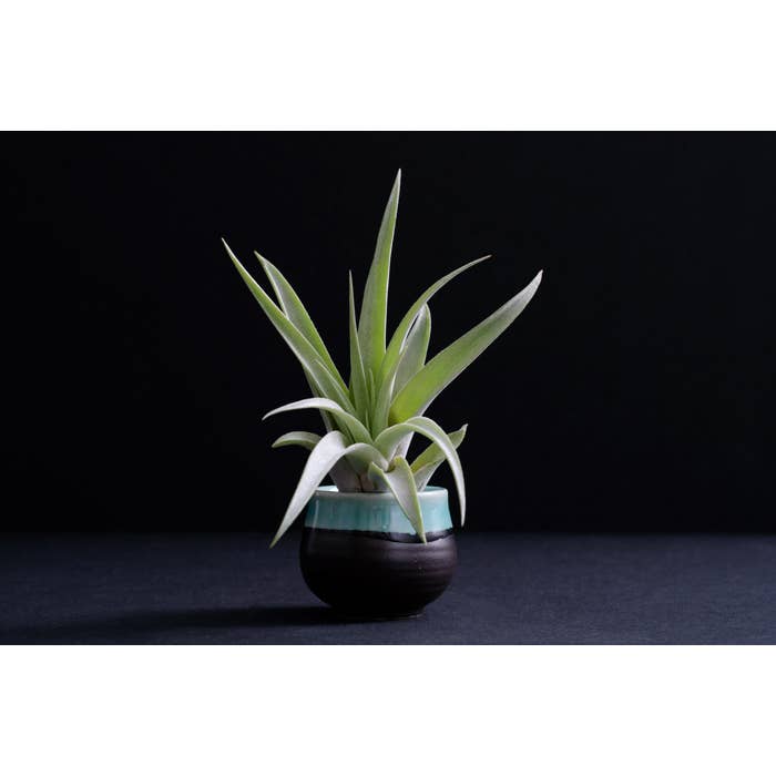 The Artizan Way - Wholesale Live Plant - Tillandsia Peach Capitata - Live Air Plant