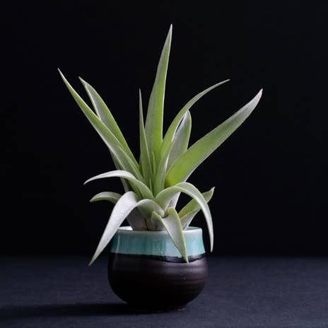 The Artizan Way - Wholesale Live Plant - Tillandsia Peach Capitata Bulk (12+ Plants) - Air Plant 5