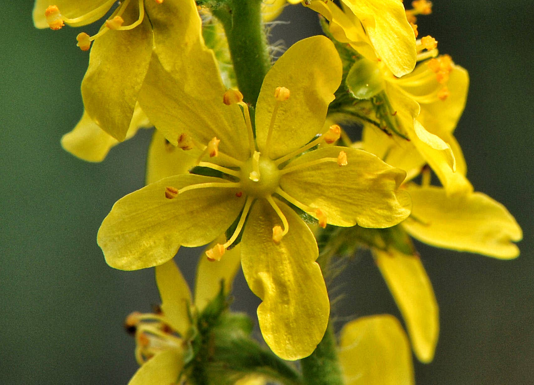 Lemuria – Engroshandel Kosttilskud og vitaminer – Kosttilskud til tryk og stress - EQUILIBRE1 - 30 ml6
