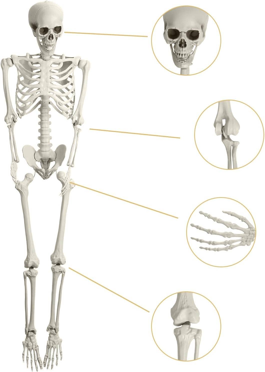 Innovarix - Wholesale Nativity Scene Decor - Life Size Skeleton - 5 Ft (moveable joints) pick a pose3