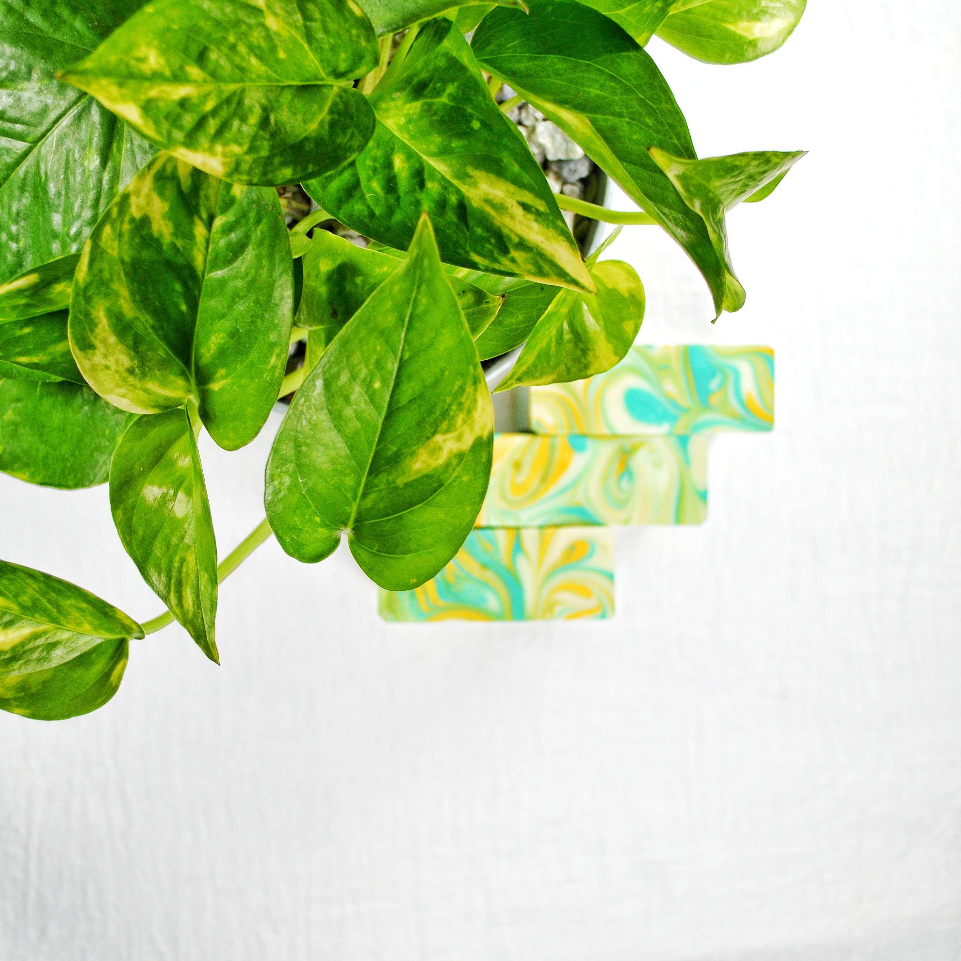 Green Girl Naturals – wholesale Bar Soap – Lemon Eucalyptus Soap2