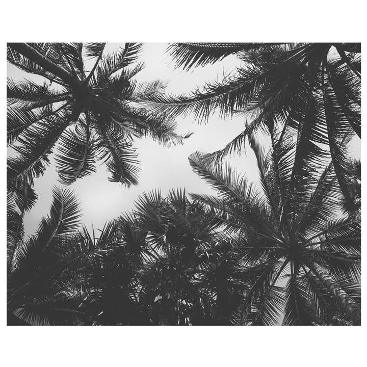 Simple Shapes - Wholesale Wallpaper - Palm Tree Photograph Wall Art1