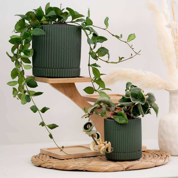 Ribbed Pot and Saucer for wholesale by The Curated Jungle