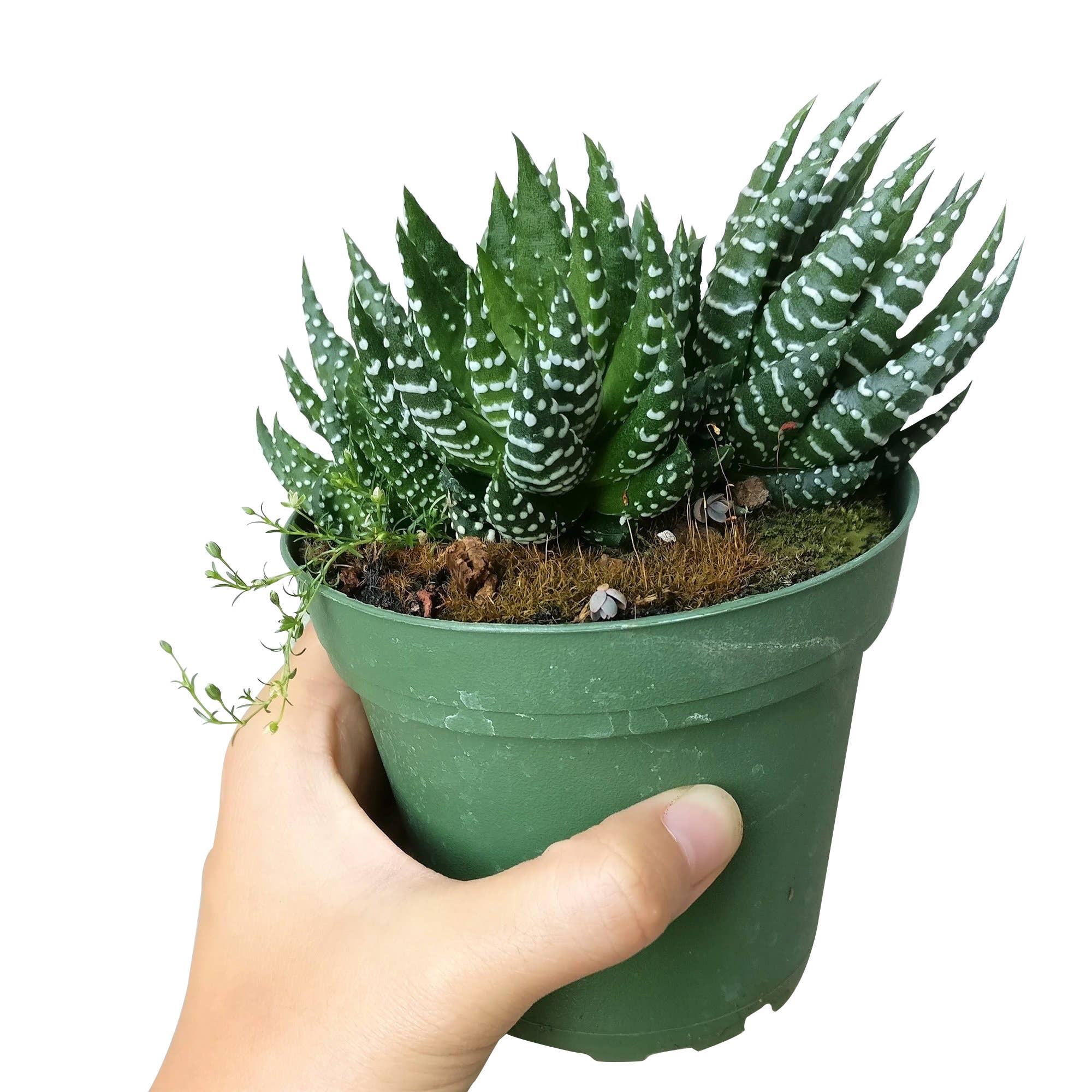 Best Plant Friend - Wholesale Succulent - Haworthia Pumila African Pearl Succulents Plant 2/4in Pot6