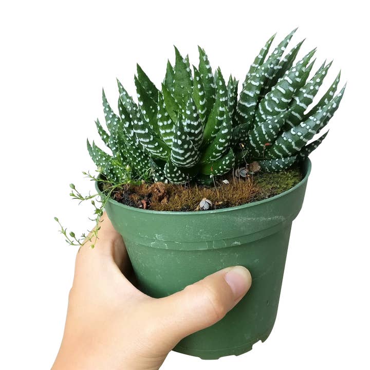 Best Plant Friend - Vente Succulentes - Haworthia Pumila Plante Succulente Perle Africaine Pot de 2/4 pouces6