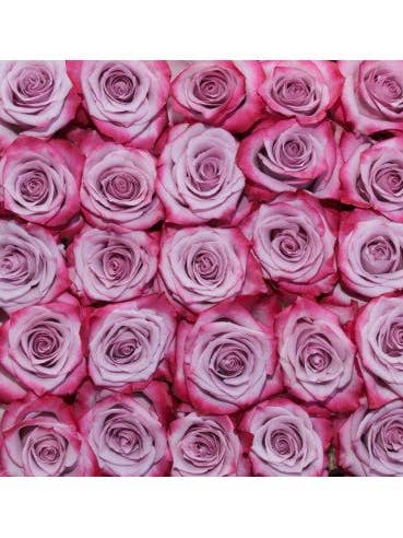 Deep Purple Lavender Rose 50 / 75 / 100 / 200 stems for wholesale by Florasource