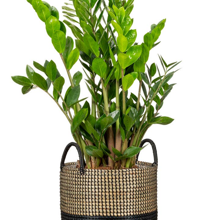 Nature Black Korbgefäß/Pflanzgefäß 515 Aus Seegras für den Großhandel auf Faire1