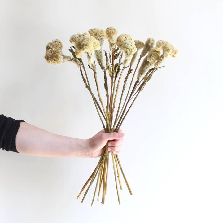 Roxanne's Dried Flowers - Wholesale Dried/Pressed Flowers - Cockscomb (Celosia) - Dried