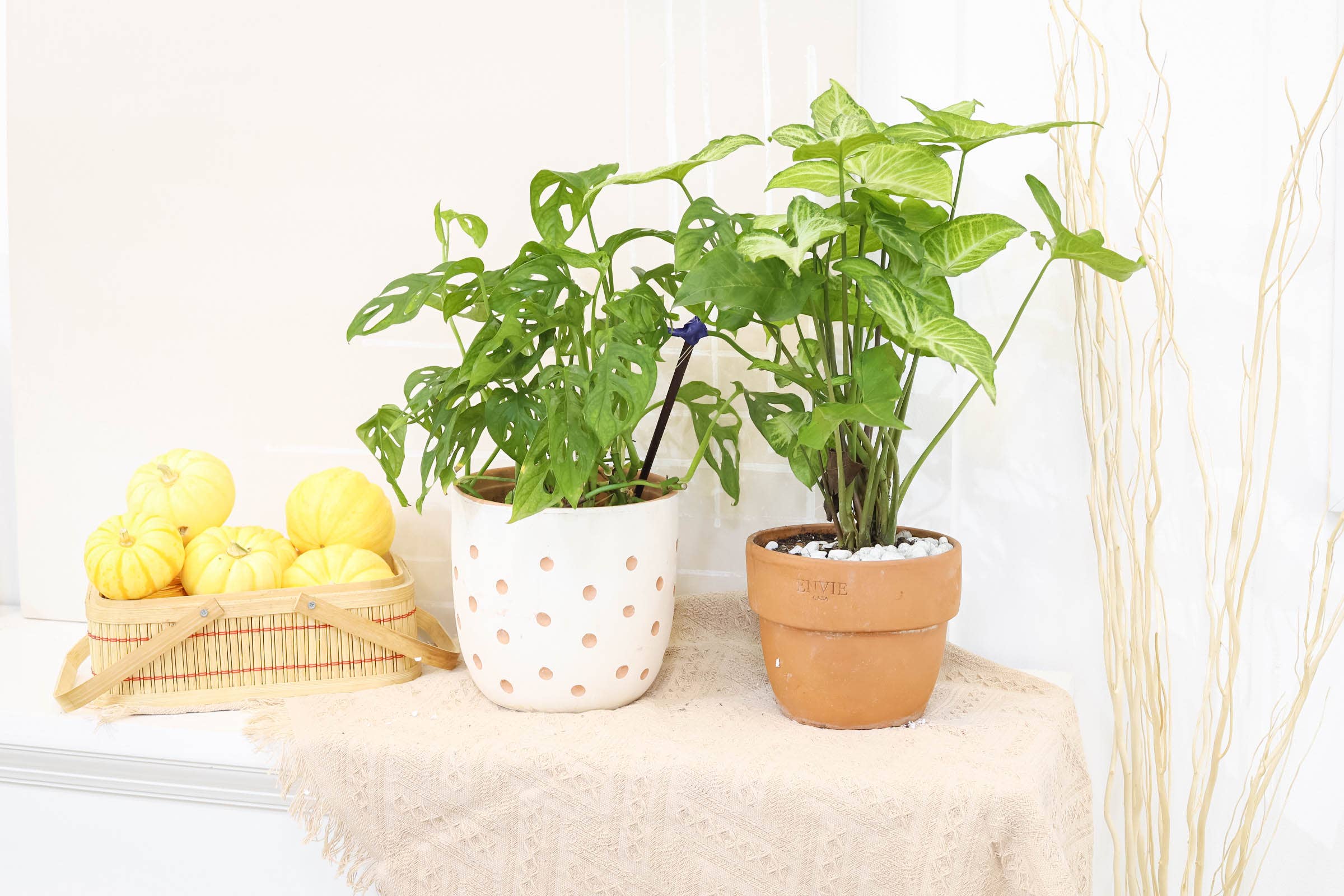 Best Plant Friend - Wholesale Live Plant - Monstera Adansonii 'Swiss Cheese' - Live Plant - 4/6 inch9