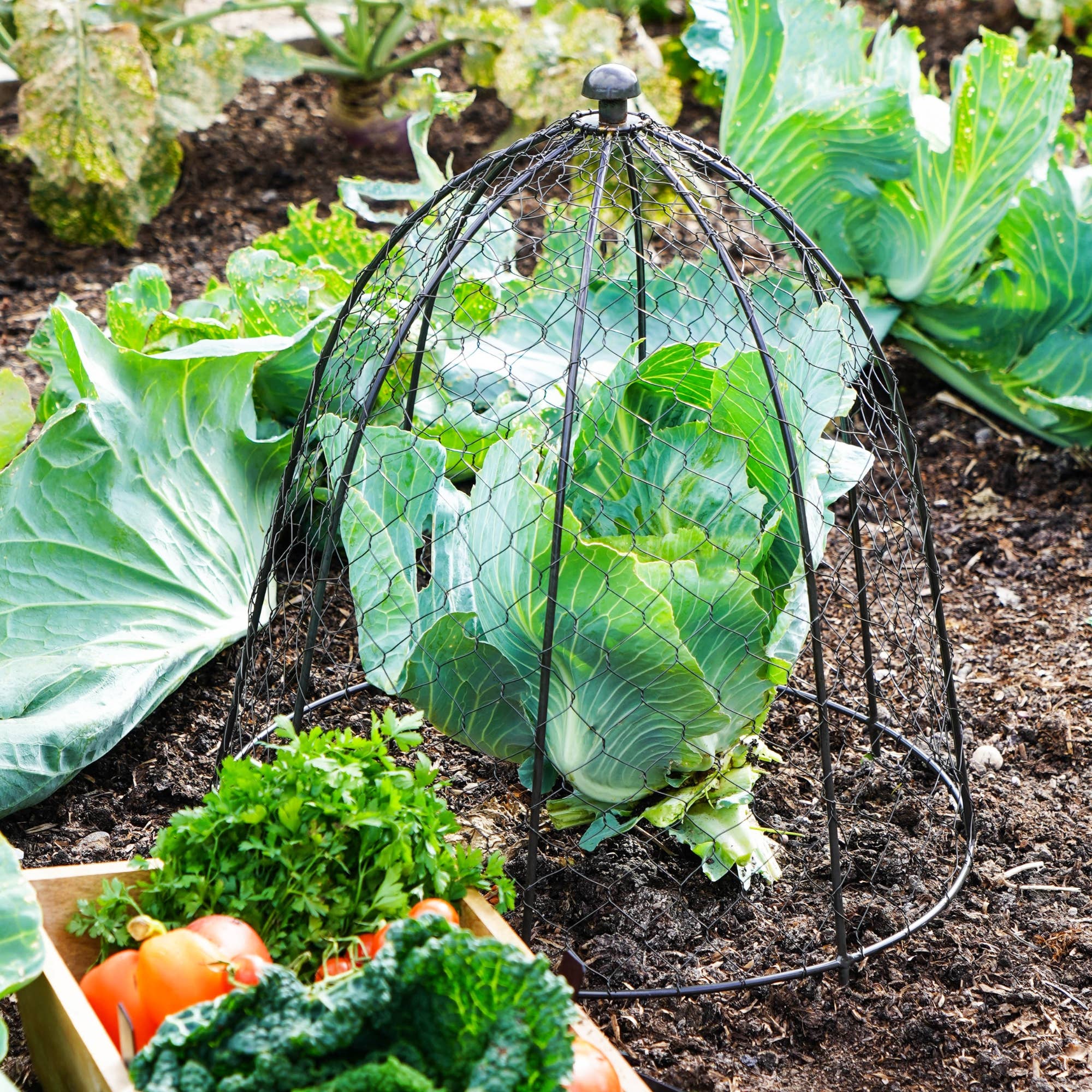 Ivyline – wholesale Planting net/cover – Outdoor Wire Netted Plant Protector H55cm W47cm5