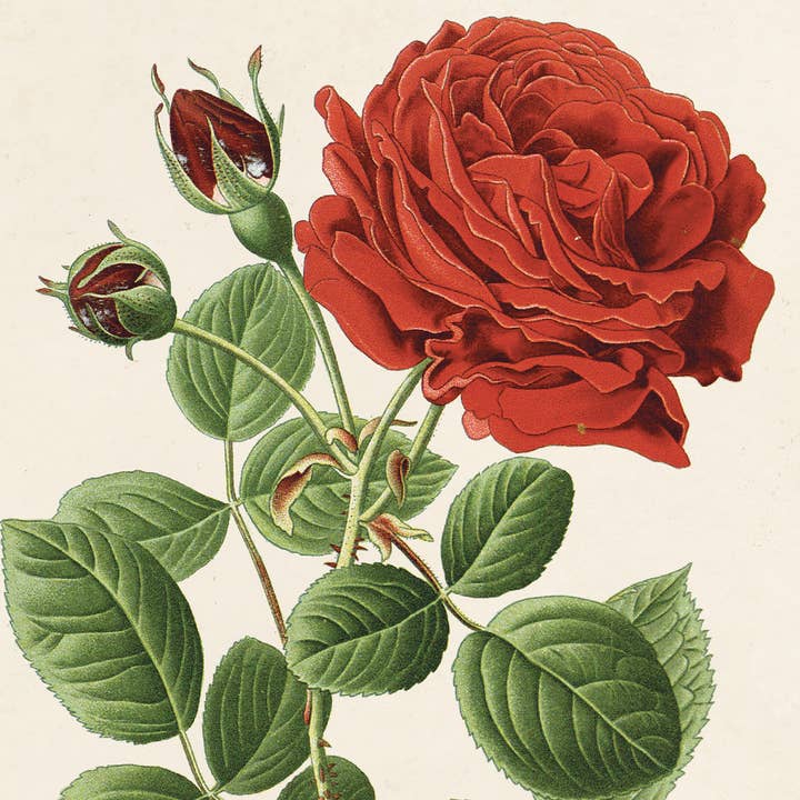 Curious Prints - Wholesale Art Print - Vintage Botanical Red Jack Rose Print w/ optional frame