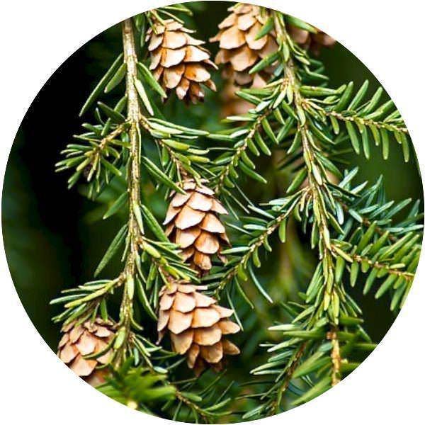 Zia Zensations Inc. - Wholesale Essential Oil - Hemlock (Spruce)0