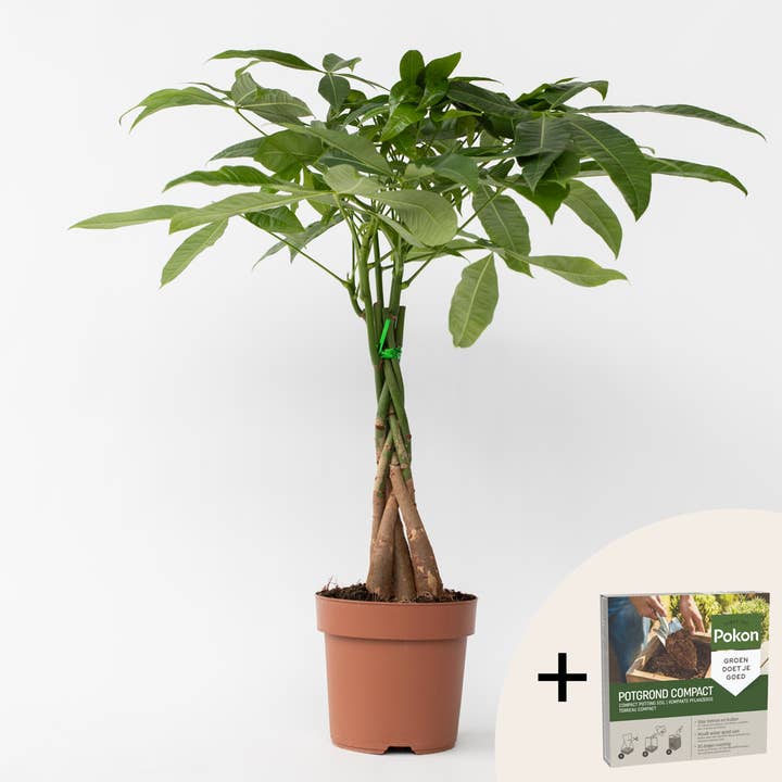 Oasis of Life - Wholesale Live Plant - Money Tree – Pachira aquatica – Height 60–70cm – Ø17cm – Tropical houseplant with braided trunk – Feng Shui money tree – Includes 10L Pokon potting soil