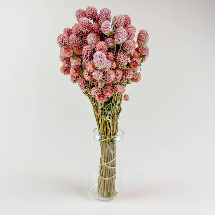 Lovejoy Farms Premium Dried Flowers - Wholesale Dried/Pressed Flowers - Rose Pink Globe Amaranth - Naturally Dried Flowers3
