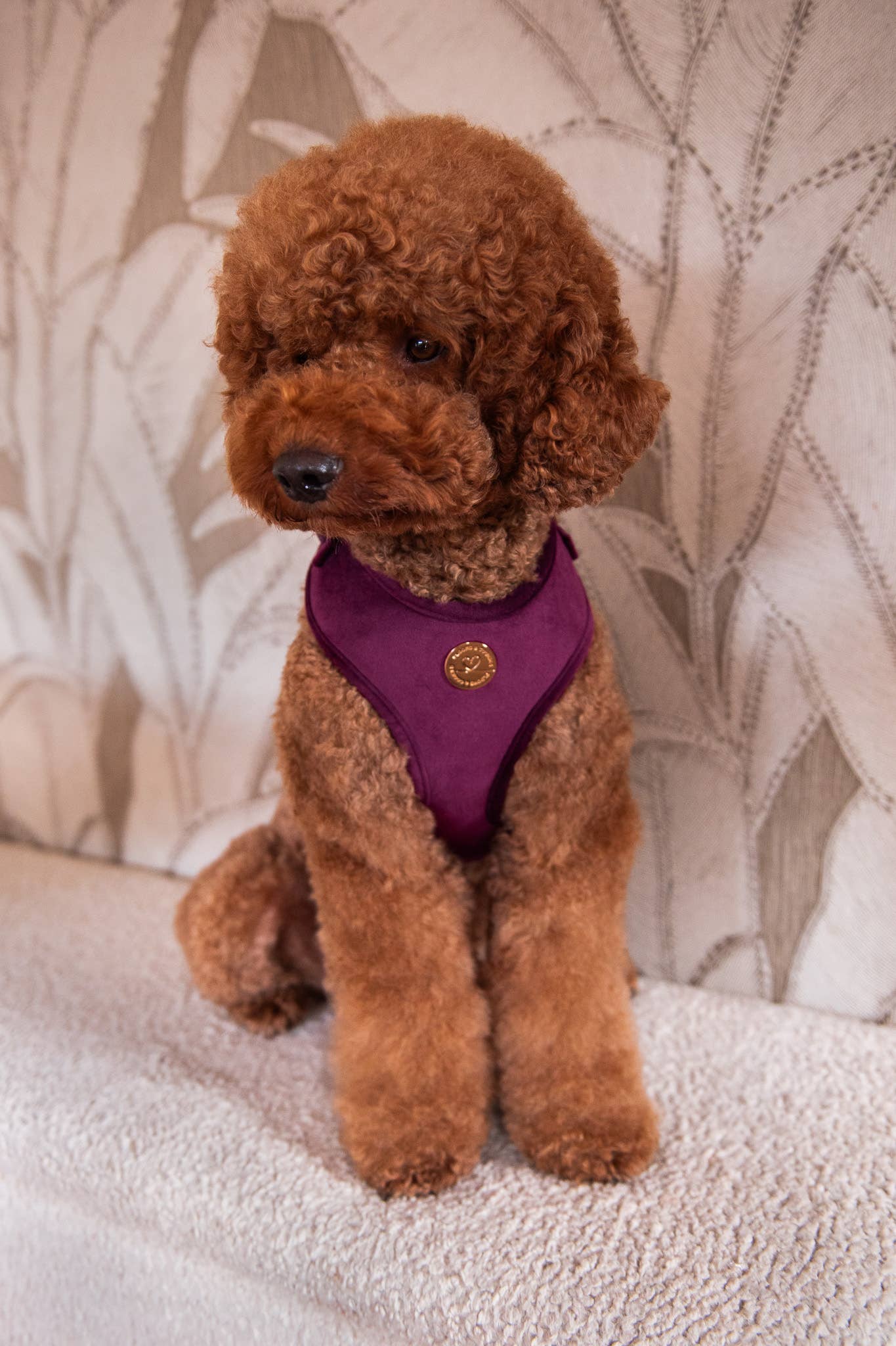 Floofs and Cookies - Wholesale Pet Harness - Dog - Bibi harness