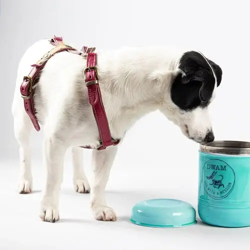 Dog with a Mission - Wholesale Pet Treat Jar - Cat/Dog - Cookie Monster Cookie Tin3