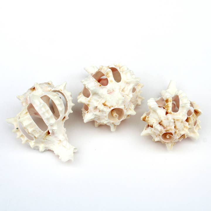 Small Multi-Cut Pink Murex Seashell 2-2.5" for wholesale by California Seashell Company