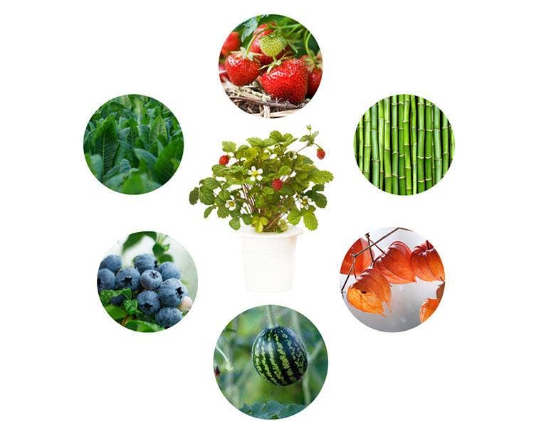 Click and Grow - Vente Graines de plantes - Capsules de plantation pour tout cultiver1