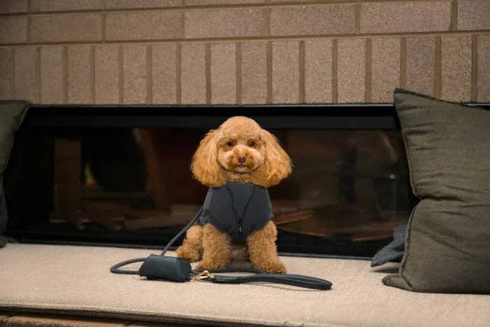 In Vogue Pets – wholesale Pet poo bag dispenser – FuzzYard Life Atelier Poop Bag Dispenser - Slate Grey5