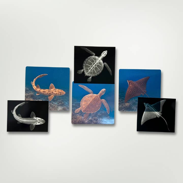 Radiographies de la Grande Barrière de Corail pour la vente par Roylco