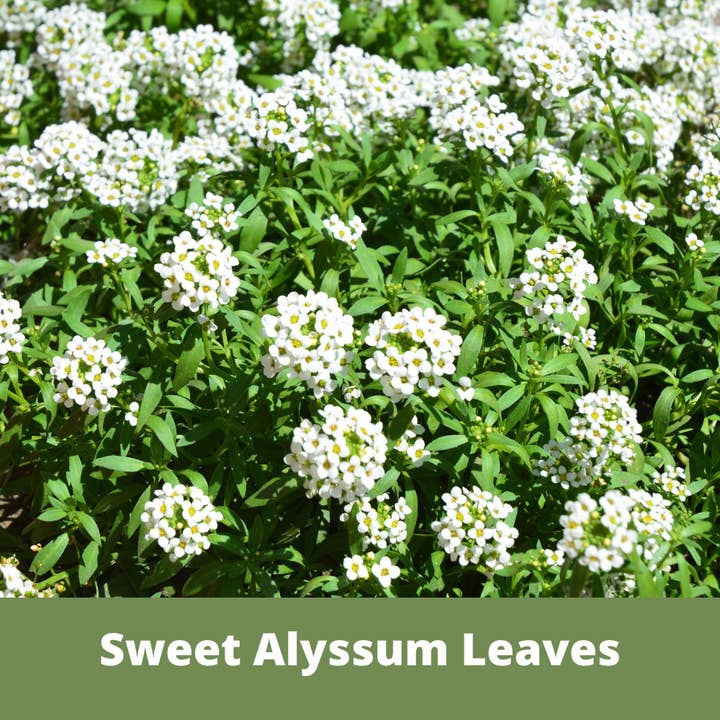 Flawn Seed Kits - Wholesale Plant Seeds - Sweet Alyssum Carpet of Snow Seed Pouches2