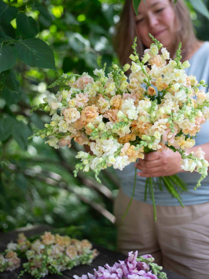 Leijonankita Snapstar Champagne pour la vente par Kukkatarhurit