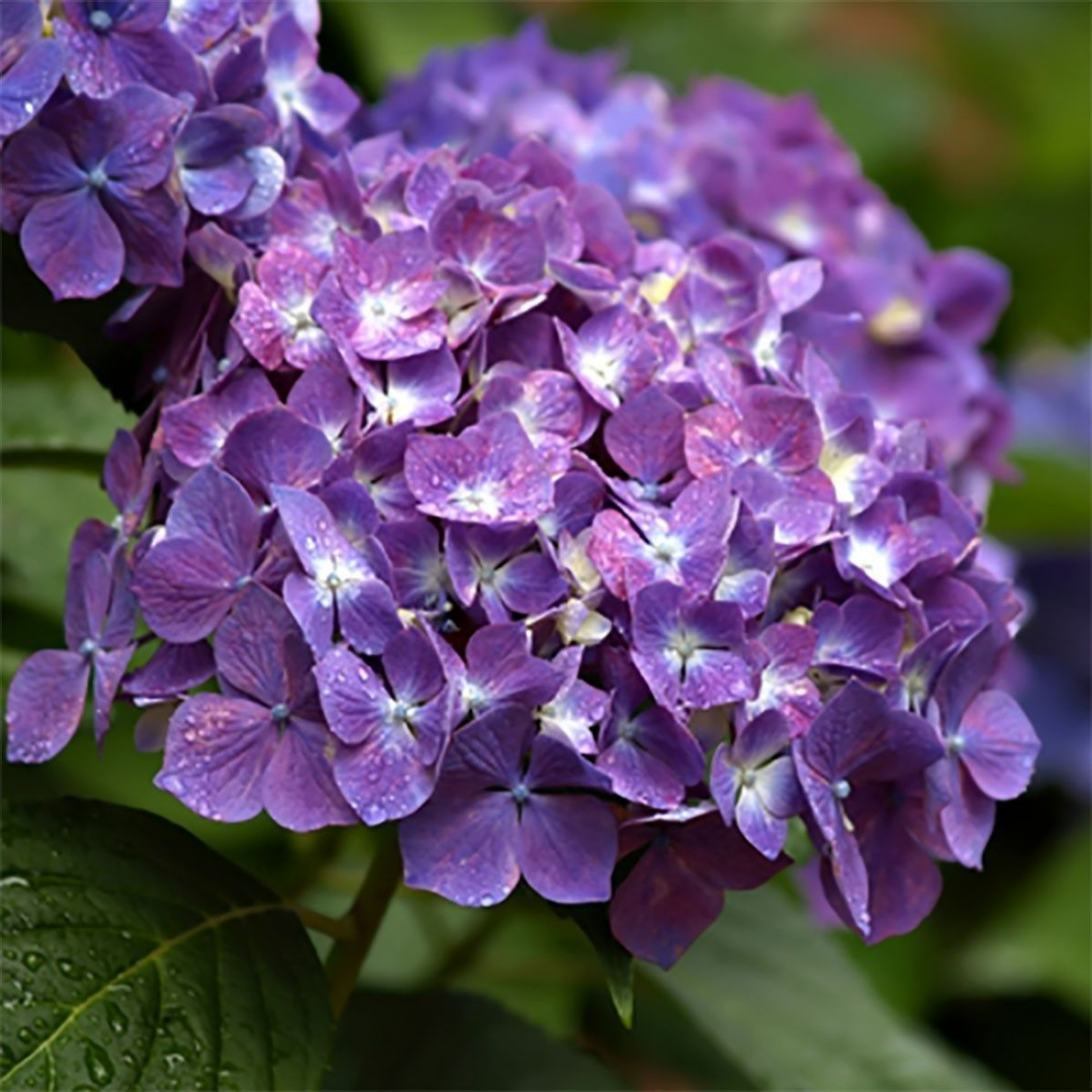 Emerald Coast Candle - Wholesale Jar/Filled Candle - Crisp Lavender1