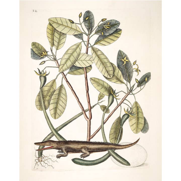 Antique Alligator Art, Eco-Friendly Decor for wholesale by Rock Paper Scissors Wall Art