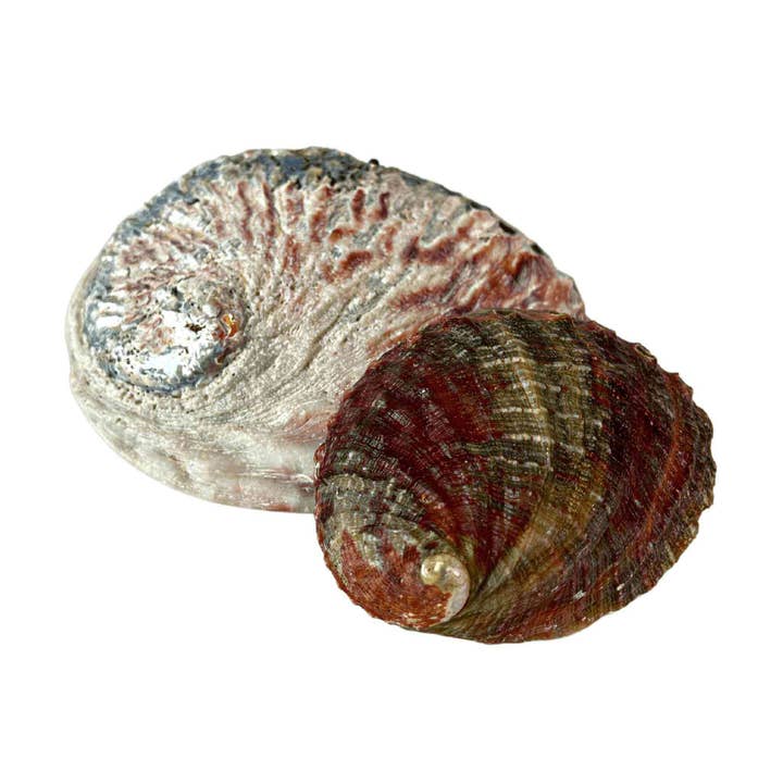 Down To Earth - Wholesale Smudge Plate - One Sided Polished Abalone Smudging Shell