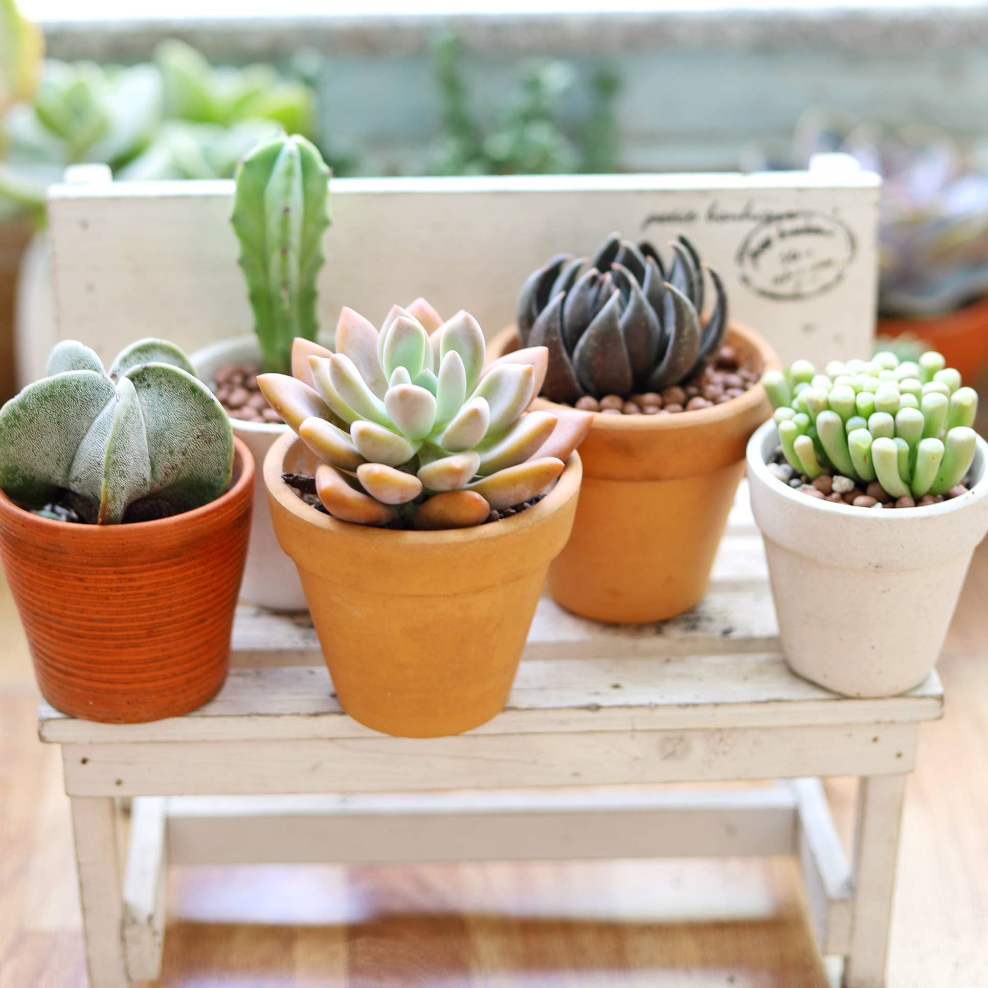 Best Plant Friend - Wholesale Plant Pot - Terracotta Plant Pot 2 inch, Small Clay Pot with Drainage5